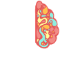 Din hjerne Min hjerne omfavner neurodiversitet ADHD