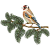 Bunter Vogel