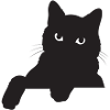 Funny Black Cat