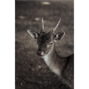 Happy Deer