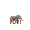 Funny elephant shirt