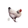 Huhn