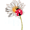 Happy ladybug