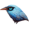 Blue Bird with Blue Eyes