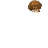 Deutsch Kurzhaar Hund