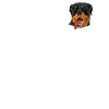 Rottweiler Dog