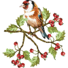 Bunter Vogel