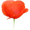 Mohnblume Klatschmohn rote Blume
