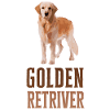 Golden retriever dog breed