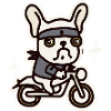 Moto Français Bulldog Dog Frenchie