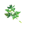 Herb Expert Herb Herb Garden