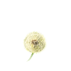 faire un vœu Pissenlit
