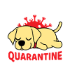 Cute dog with quarantine motif