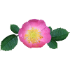 Rose Rose pink Rose