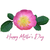 Mothers Day Rose