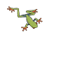 Red-eyed tree frog