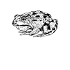 Drawing of a frog