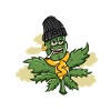 Cannabis