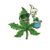 Cannabis