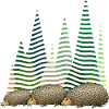 Hedgehogs