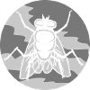 Round housefly small house fly