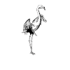 Black and White Drawing - Flamingo