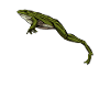 Frog jumps - Frogs