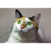 le chat au doux regard