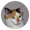 le chat du jour