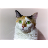 le chat