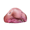 BLOBFISH UNIVERSITY