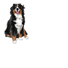 Bernese Mountain Dog
