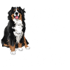 Bouvier bernois