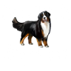 Bouvier bernois
