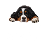 Bouvier bernois