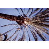 Coconut Tree