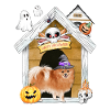 Halloween Pomeranian Dog Witch