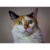 le chat au doux regard