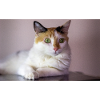 le chat au doux regard