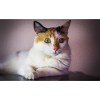 Katze