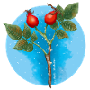 Haws
