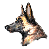 Head profile Malinois