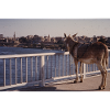 Donkey With the View