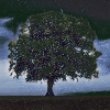 Sternenhimmel Baum