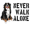 Bernese mountain dog