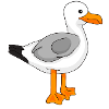 Gull