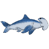 Hammerhead
