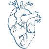 anatomical heart, outline black/blue