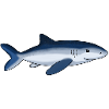 extra cool shark