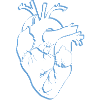 anatomical heart, outline white/blue